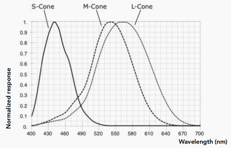 cone-sensitivity.png